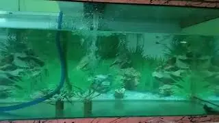 Cupang di Akuarium besar