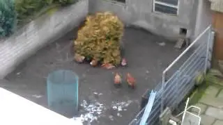Die Gack-Gack Hühner