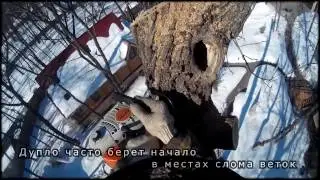 #Спил опасного дерева с дуплом. ОПАСНЫЕ ДЕРЕВЬЯ. #Арбористика [SamArbo]