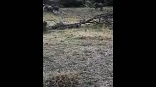 Lioness tries to attack zebra #shorts AnimalTube - World of animals 2521만 뷰