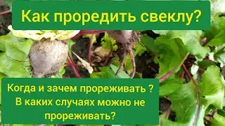 Как проредить свеклу?/как прореживать свеклу на грядке/ когда прореживать свеклу/прореживание свеклы