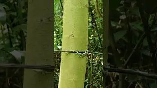 One of My Garden Tool 