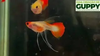 Guppy Selecionados pelo Brasil Melhores exemplares de Guppy