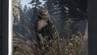 My First Bear Fight! — DayZ