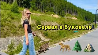 Сервал Верса в Буковеле. Карпаты. Озеро Молодости