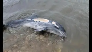 Сегодня на Сморжевском пляже снова нашли мертвого дельфина.