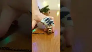 Large Vendean griffon on a chain. Animal protection #shortsvideo