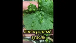 Виноградный зудень