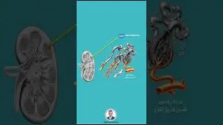 النيفرون
