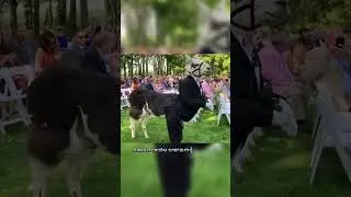 Лама на свадьбе 🦙 #новости