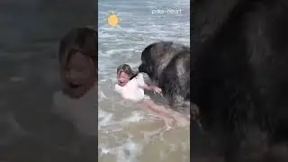Dog Rescues Little Girl at the Beach | Shorts