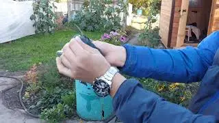 Николаевские голуби