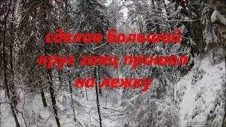 охота на зайца беляка с РПГ 8 месяцев.2 зайца.