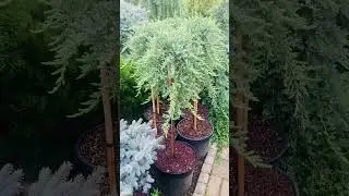 Сибирика🌲Питомник « Хвойнозависимые», в телеграмм
