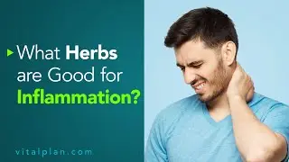 What Herbs are Good for Inflammation | Vital Plan Webinar Short