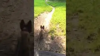 Довольный Йорк на прогулке
