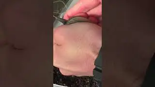 Гарна подача флет фідера😍🔥 