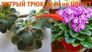 ХИТРЫЙ ТРЮК, если не ЦВЕТЕТ фиалка