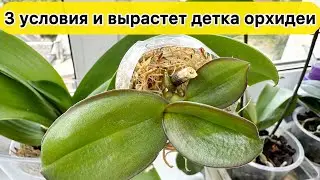 3 условия и вырастет детка орхидеи на цветоносе. Это помогло НАРАСТИТЬ КОРНИ детке орхидеи