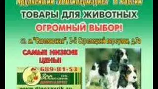 зоомагазин динозаврик