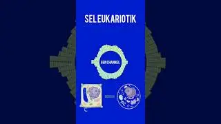 Tipe Sel Eukariotik