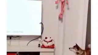 Куда делись собаки?