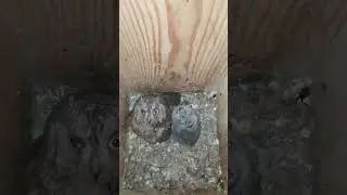 Сплюшонок стал еще больше