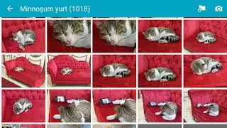 telefonun galerisinden kedi fotosu 