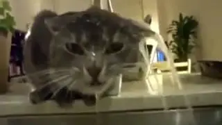 #3 Кот пьёт воду из крана.😮😮😮