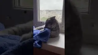 When everything is annoying Коли все бісе