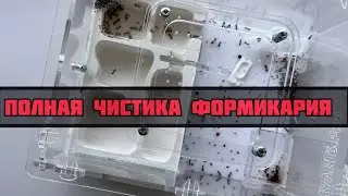 Плесень у муравьев , Полная чистка формикария . Муравьи жнецы . Формикарий , Мцравьиная ферма .