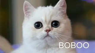 Precious Plush Boboo: A blue silver British kitten with BOBA BLUE eyes! 💙