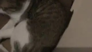 A clip of my Old cat called Misty