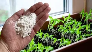Насыпьте это в горшок с рассадой! Рассада будет мощная и без подкормки! Урожай удивит!