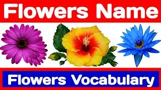 फूलों के नाम हिंदी और अंग्रेजी में || Flowers name in hindi and english || Learn Flowers name