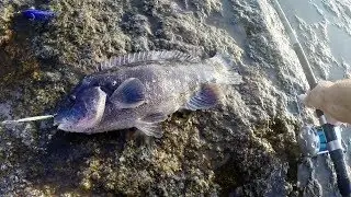 BLACKFISH / Tautog / Tog - The POSSIBLE IMPOSSIBLE - Fishing with Epoxy MINNOW Jigs!!!