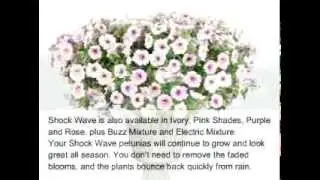 Planting Shock Wave Petunia in a Container