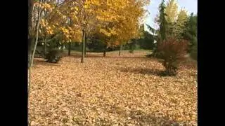 I'll shake the trees and you rake the leaves