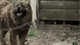 Fences For Fido 