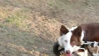 NEBCR Roosevelt catches Ruffian toy