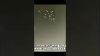 ☝️Full Video ~ Burung dan belalang melakukan tawaf diatas kabah