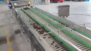 Medjool Fruit Processing Line | Date Processing Plant
