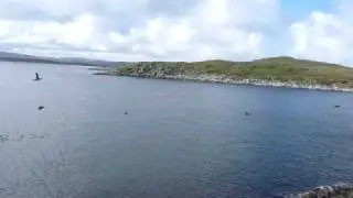 Hornoya Bird Island, Vardø, Norway