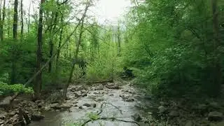 The Majestic Forest  Nature Sounds Guided Meditation for Stress Relief