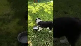 【TNT时代少年团 宋亚轩】阳光 草坪 还有活泼小狗🐶 ​ 轩轩心里OS：哈哈哈哈哈哈哈好肥