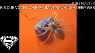 Eis que você compra uma aranha na Deep Web