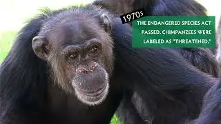 Historical Timeline of an Endangered Species - Chimpanzees
