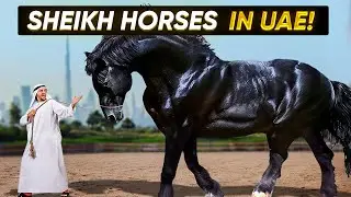 Sheikh's horses | Royal Stable | Most rare horses in Dubai