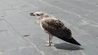 Herring Gull Fledgling Calling For Food