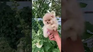 Детка #puppy #любовь #счастье